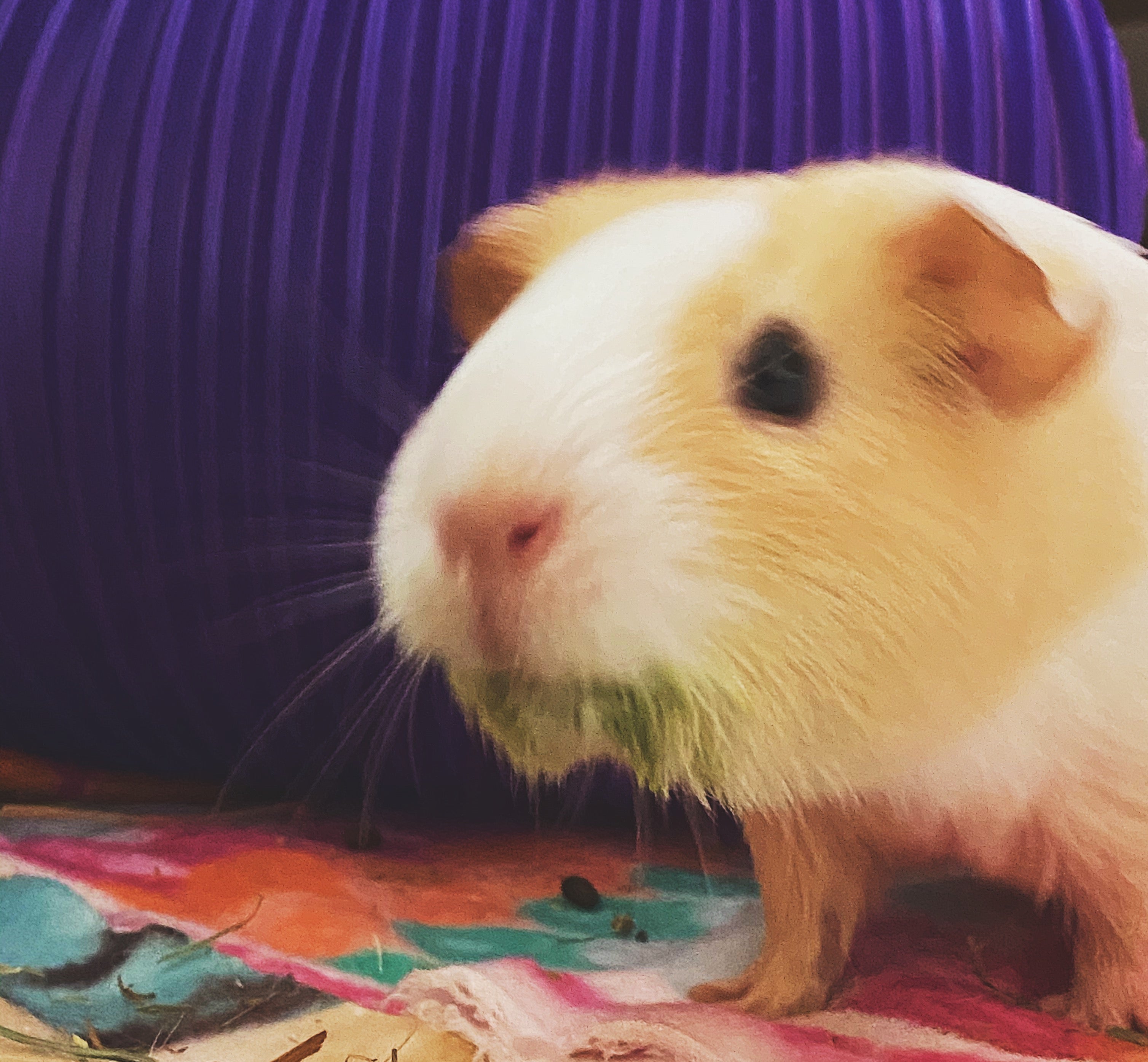 Can guinea best sale pigs have peaches